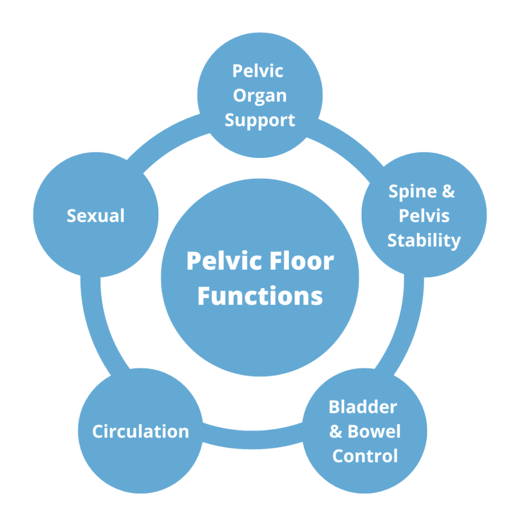 Functions of the Pelvic Floor
