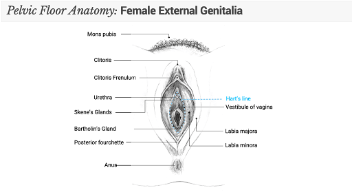 vulvar anatomy